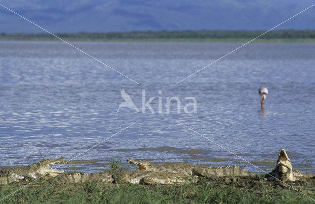 Nijlkrokodil (Crocodylus niloticus)