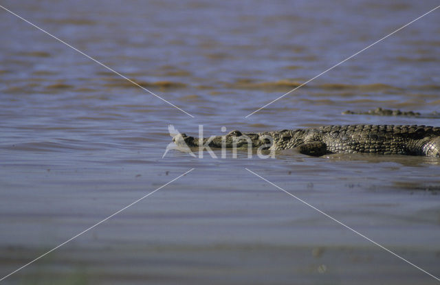 Nijlkrokodil (Crocodylus niloticus)