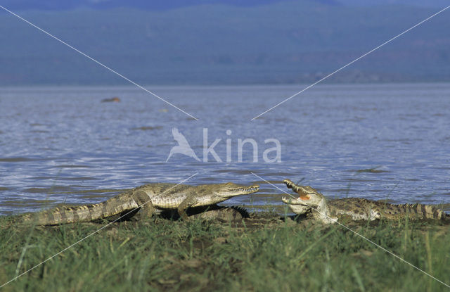 Nijlkrokodil (Crocodylus niloticus)