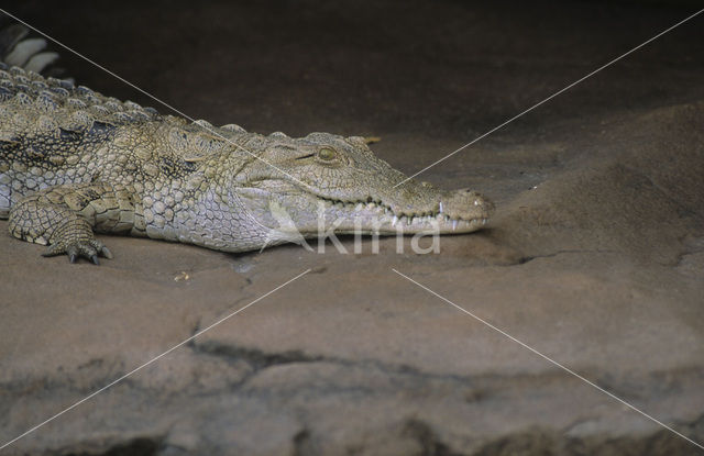 Nijlkrokodil (Crocodylus niloticus)