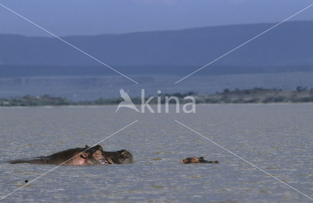 Nijlpaard (Hippopotamus amphibius)