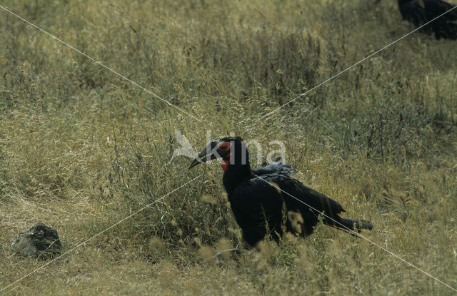 Noordelijke hoornraaf (Bucorvus abyssinicus)