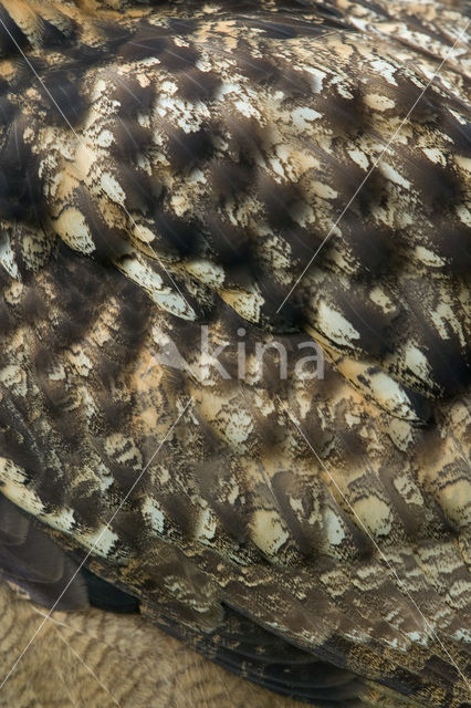 Eurasian Eagle-Owl (Bubo bubo)