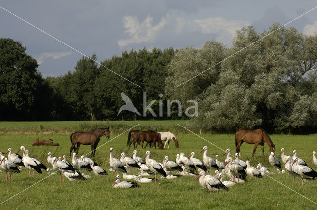 Ooievaar (Ciconia ciconia)