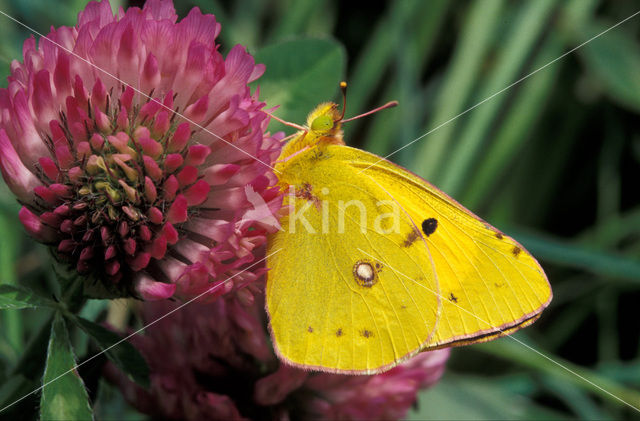 Oranje luzernevlinder (Colias croceus)