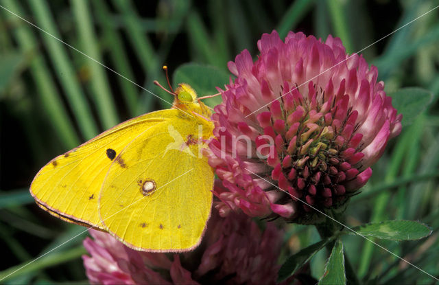 Oranje luzernevlinder (Colias croceus)