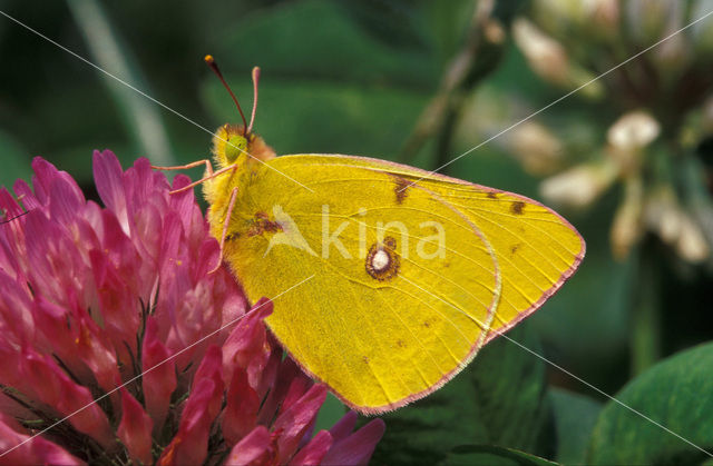 Clouded Yellow (Colias croceus)