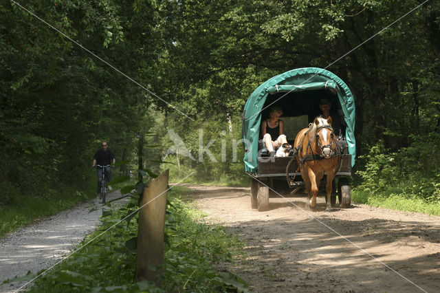 Horse (Equus spp)