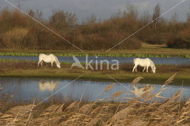 Paard (Equus spp)