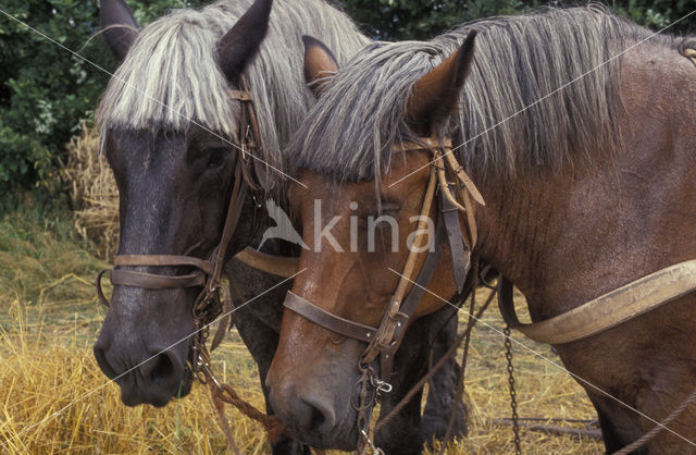 Paard (Equus spp)