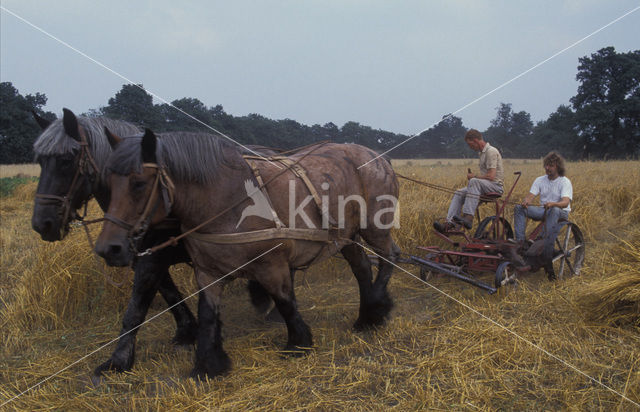 Paard (Equus spp)