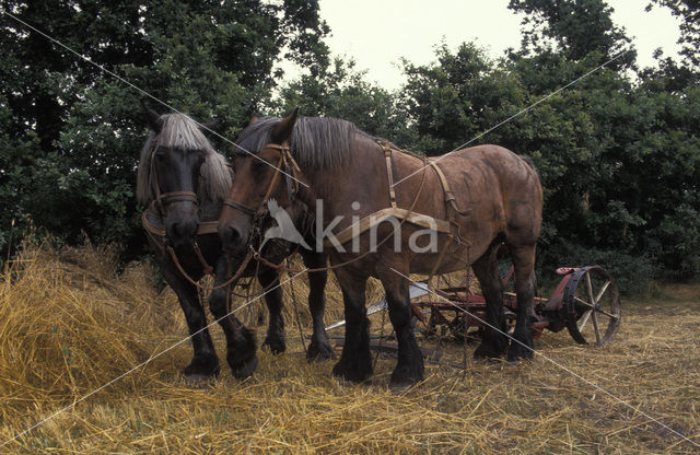 Paard (Equus spp)