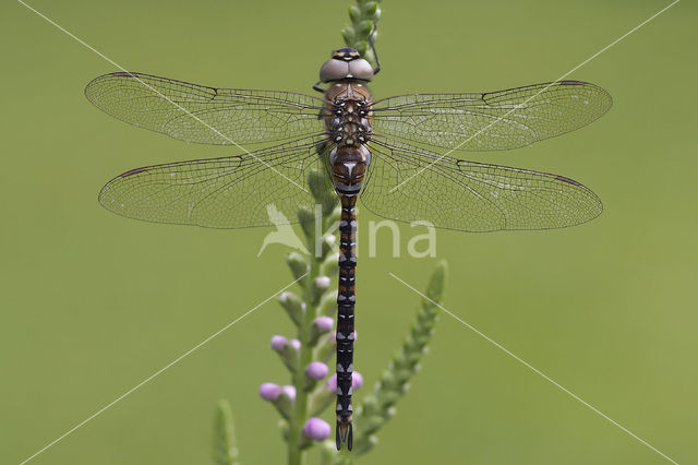 Migrant Hawker (Aeshna mixta)