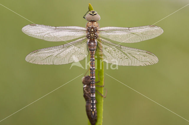 Migrant Hawker (Aeshna mixta)