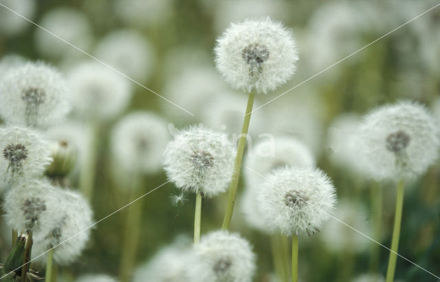 Paardenbloem (Taraxacum vulgare)