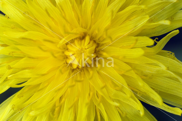 Dandelion (Taraxacum spec.)