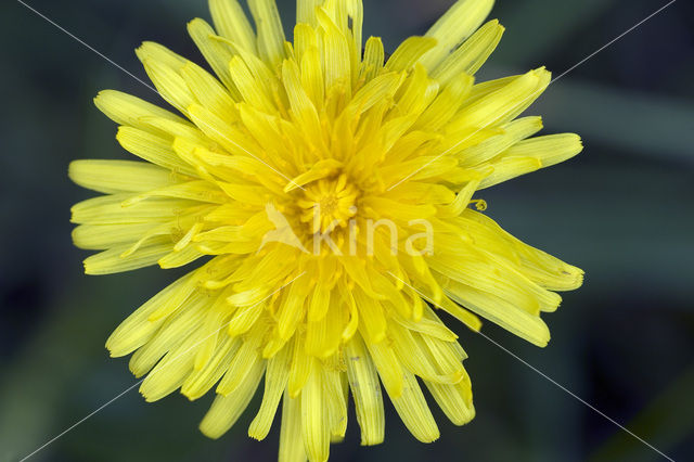 Paardenbloem (Taraxacum spec.)