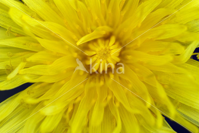 Dandelion (Taraxacum spec.)