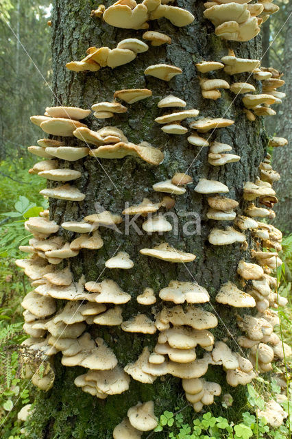 Mushroom