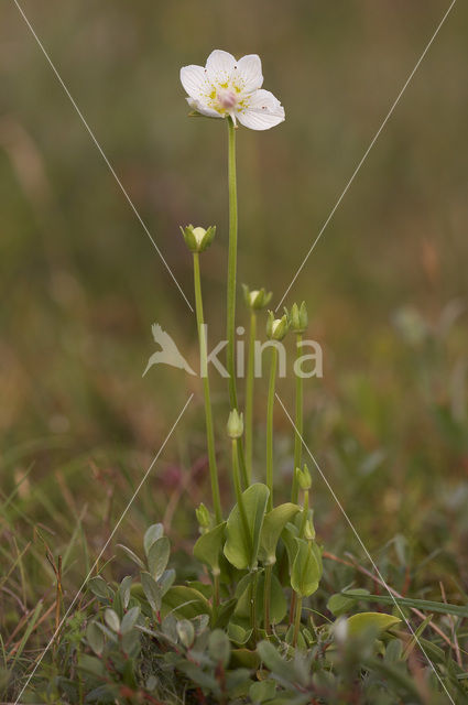 Northern Grass-of-parnassus (Parnassia palustris)