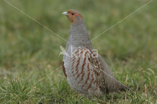 Patrijs (Perdix perdix)