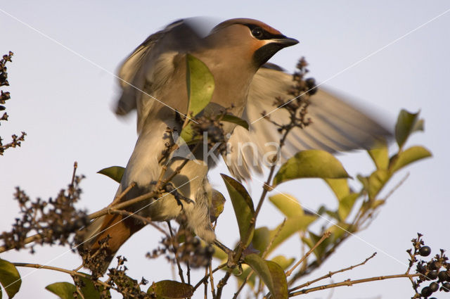 Pestvogel (Bombycilla garrulus)