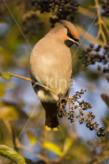 Pestvogel (Bombycilla garrulus)