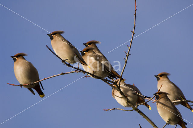 Pestvogel (Bombycilla garrulus)