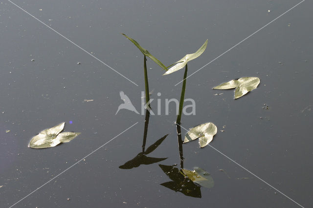 Arrowhead (Sagittaria sagittifolia)