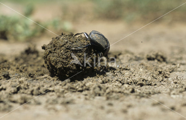 Dung beetle