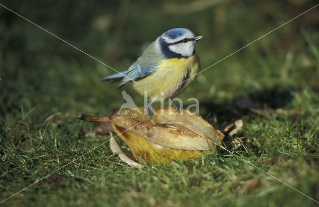 Blue Tit (Parus caeruleus)