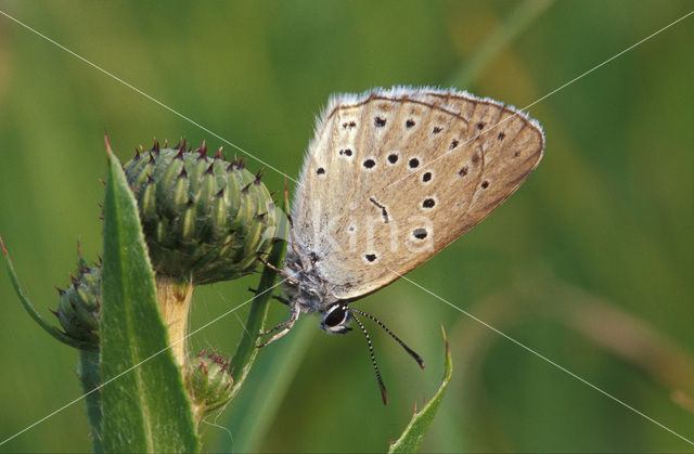 Scarce Large Blue (Maculinea teleius)