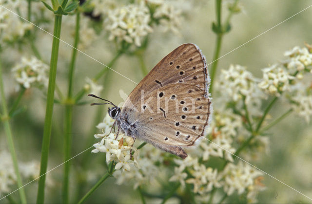 Pimpernelblauwtje (Maculinea teleius)