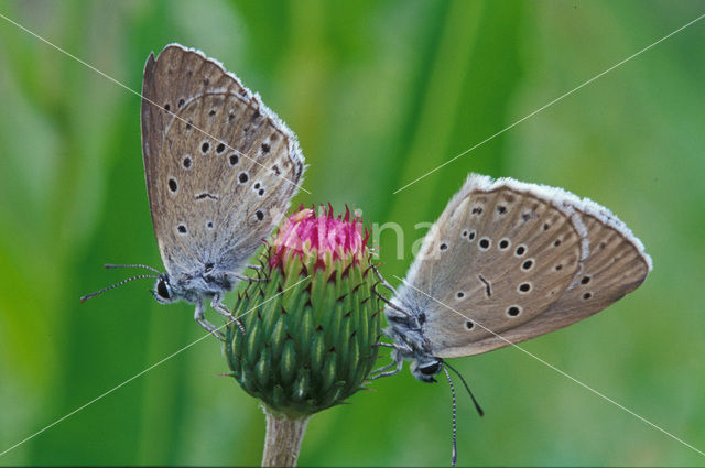 Pimpernelblauwtje (Maculinea teleius)