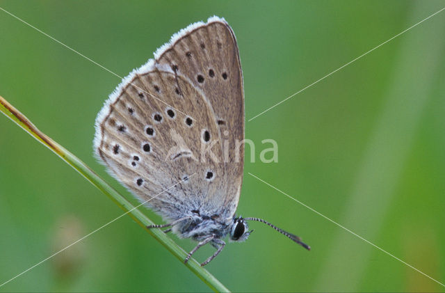 Pimpernelblauwtje (Maculinea teleius)