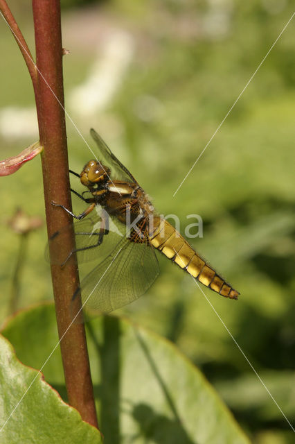 Broad-bodied Chaser (Libellula depressa)