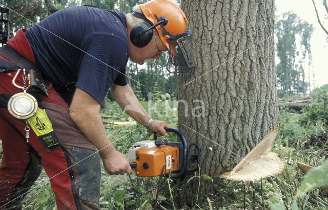 Poplar (Populus spec.)