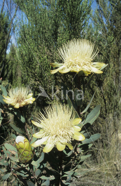 Protea kilimandscharica