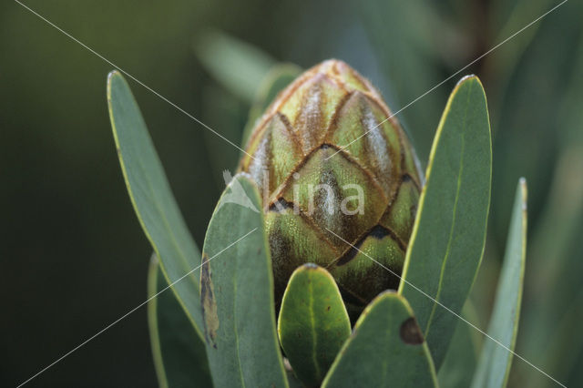 Protea kilimandscharica