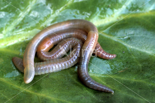 Regenworm (Dendrobaena veneta)
