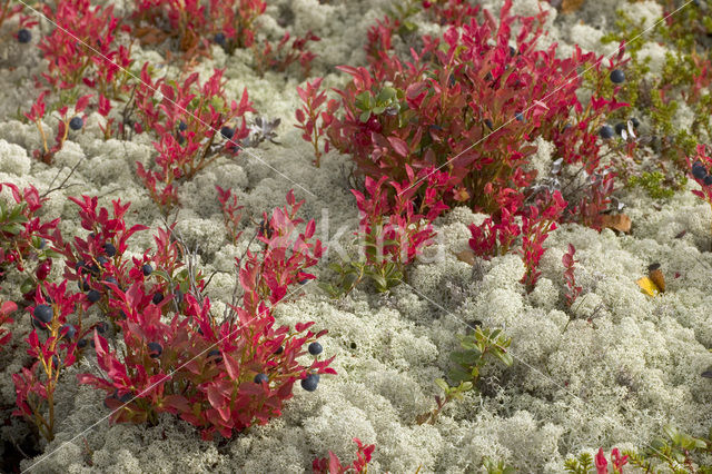 Reindeer Lichen (Cladina)