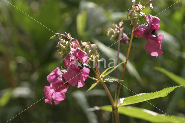 Reuzenbalsemien (Impatiens glandulifera)