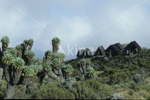 Reuzenkruiskruid (Senecio kilimanjari)