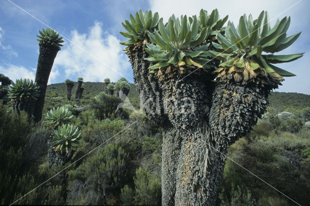 Reuzenkruiskruid (Senecio kilimanjari)