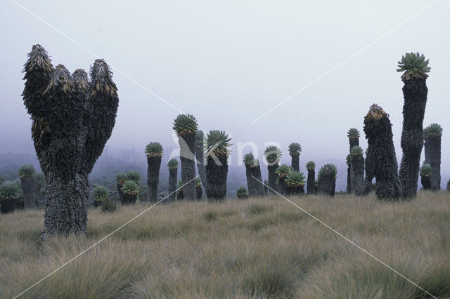 giant senecio