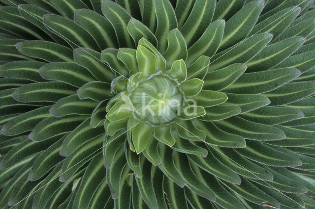 giant senecio