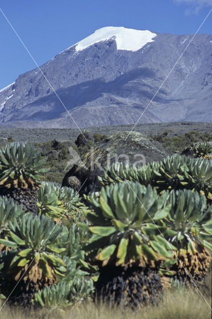 giant senecio