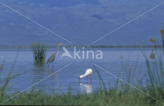 Goliath heron (Ardea goliath)