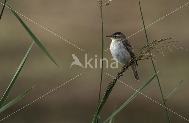 Sedge Warbler (Acrocephalus schoenobaenus)