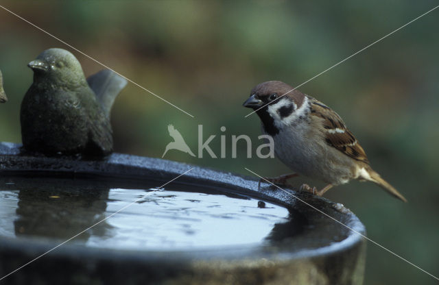 Eurasian Tree Sparrow (Passer montanus)